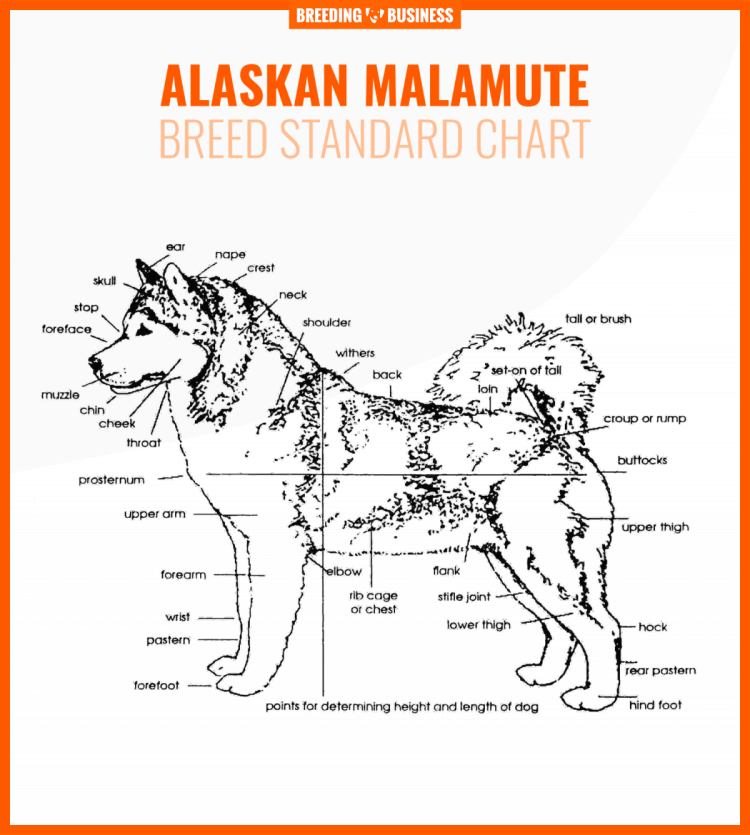 Размеры карликовой таксы таблица