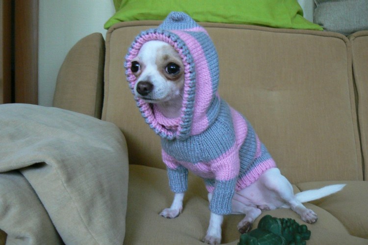 Жилетка чихуахуа крючком новичку