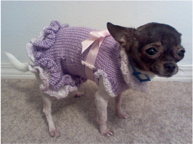 Схема выкройки для вязания спицами комбинезона для собак