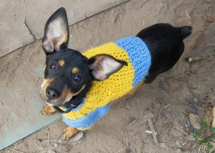 Комбинезон для той терьера