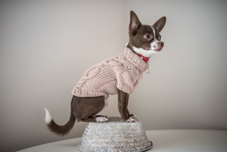 Свитер для той терьера