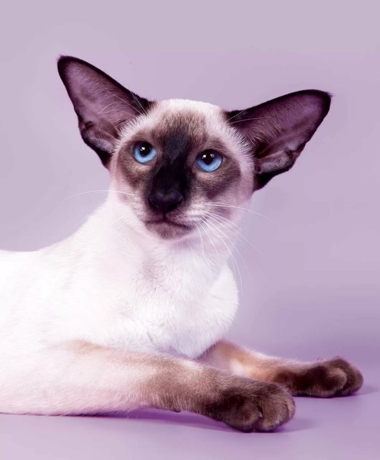 Стандарты меконгского бобтейла