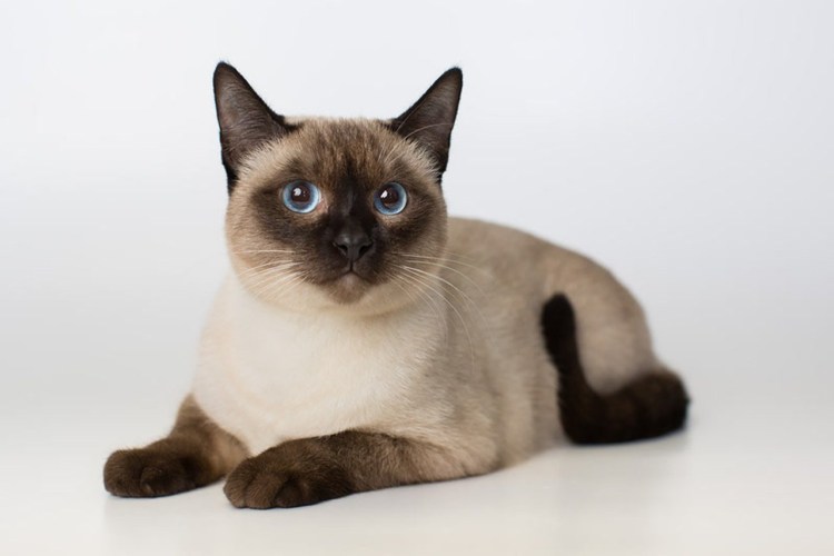 Сиамская кошка