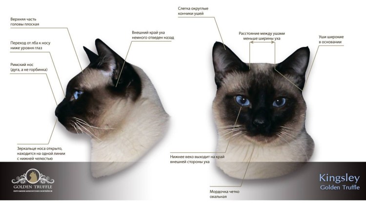 Сиамский кот метис