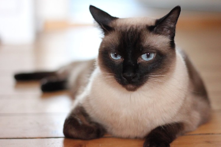Тайская кошка