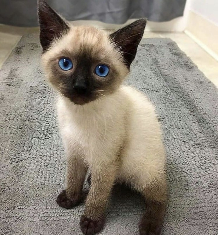 Сиамская кошка чистокровная