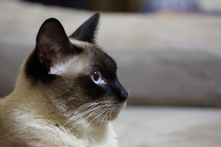 Тайская кошка