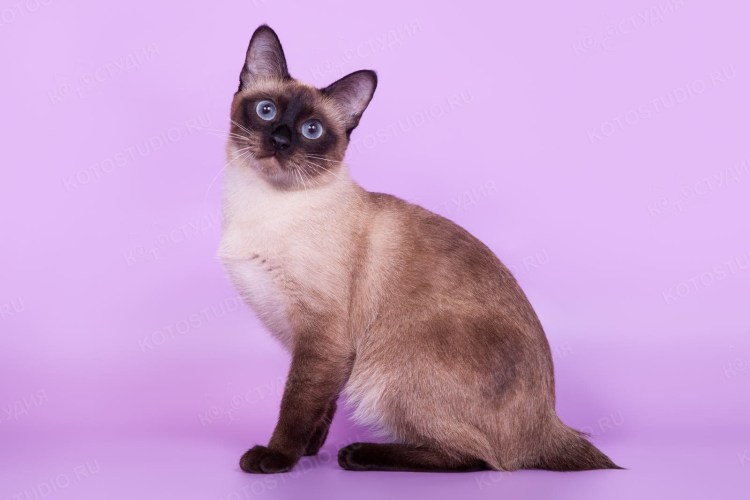 Меконгский бобтейл табби Пойнт