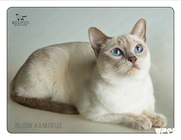 Тайский кот Лайлак тебби Пойнт