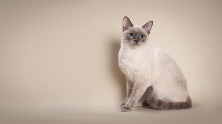 Тайская порода кошек