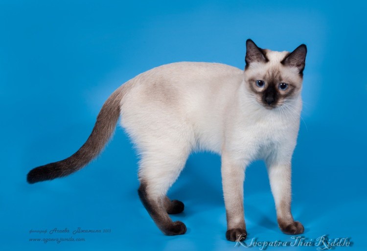 Сиамская кошка