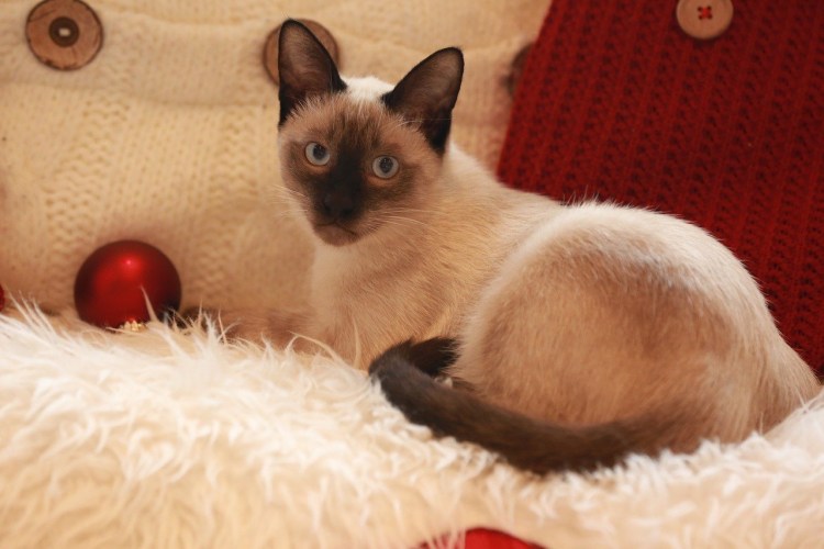 Сиамская кошка