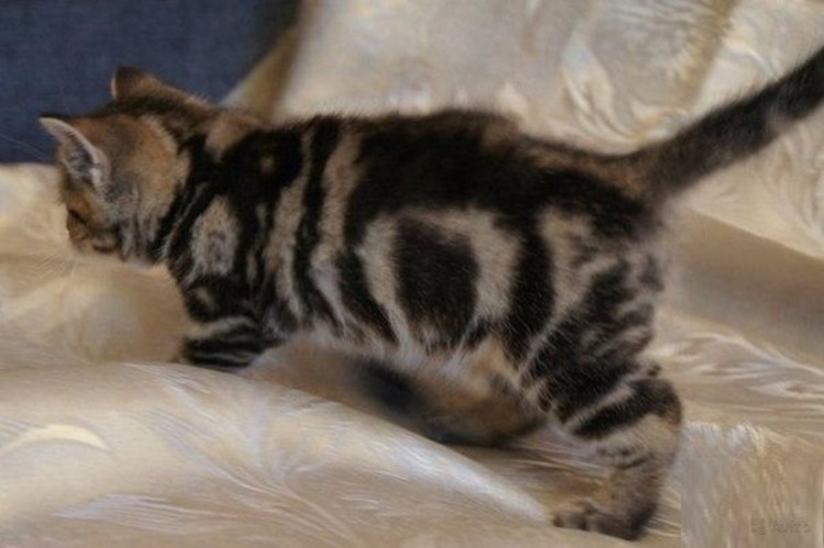 Шотландские прямоухие мрамор на золоте