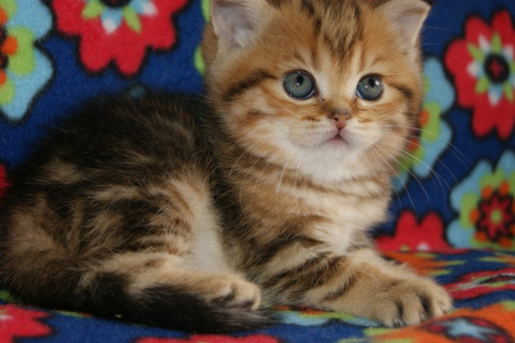 Британец черный мрамор на золоте