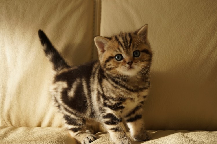 Британец Браун табби