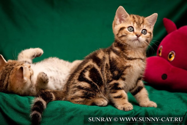 Окрас: Bri NY 22 - черный золотой мраморный