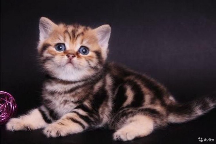 Скоттиш страйт золотой мрамор