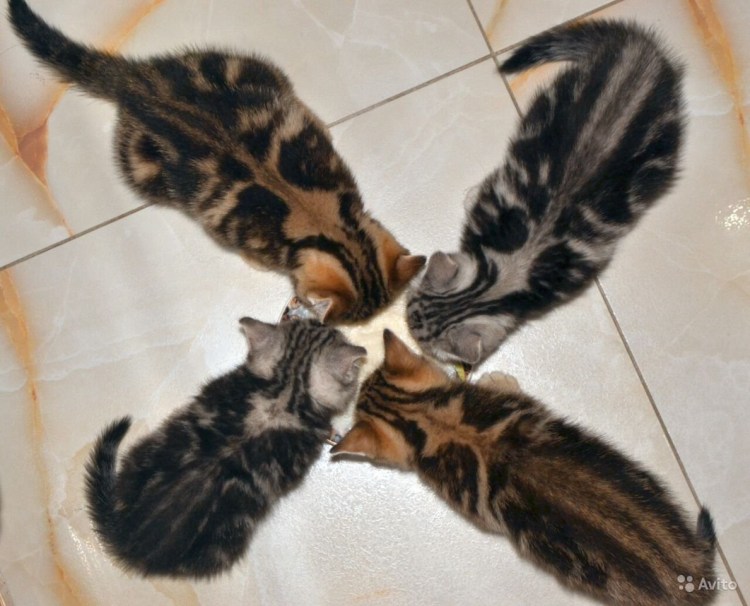 Черный мрамор на золоте шотландец