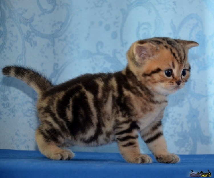 Мраморный шотландский вислоухий страйт