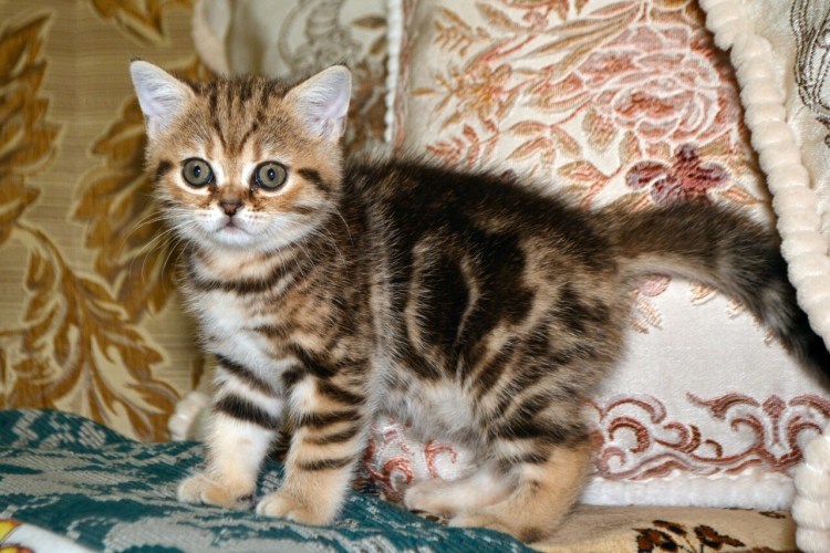 Шотландская Золотая тэбби