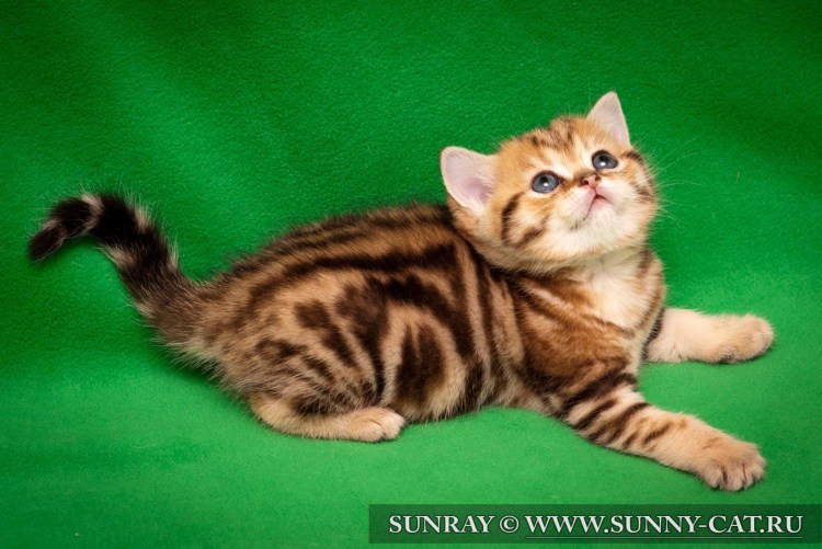 Шотландский страйт золотой мраморный