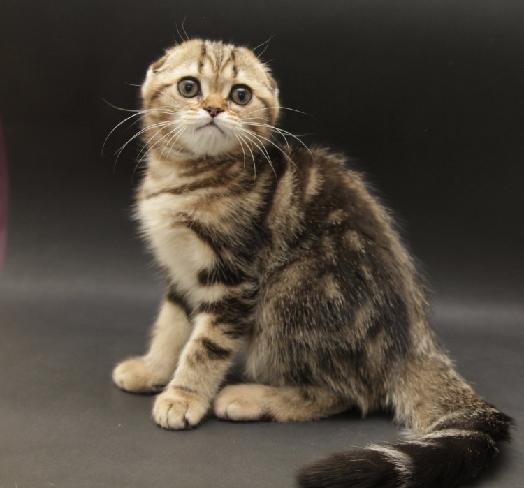 Скоттиш фолд