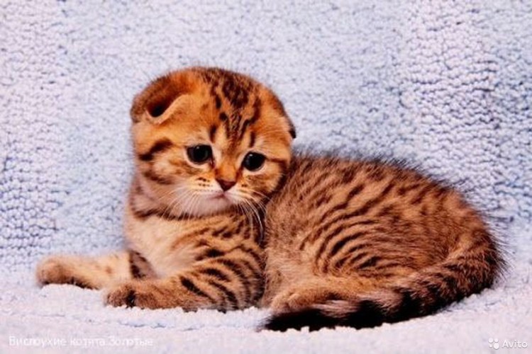 Бесплатно Шотландские вислоухие котята тигрята