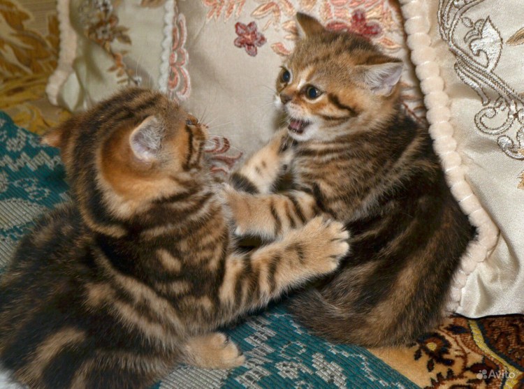 Шотландские мраморные прямоухие котята нежатся на ручках у человека