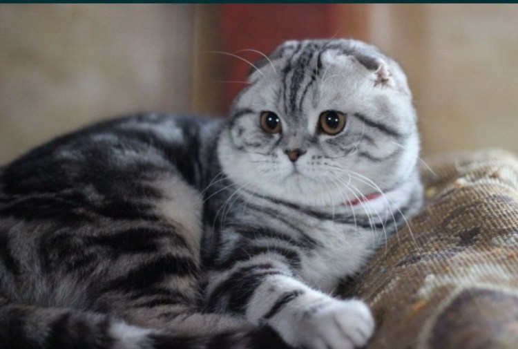 Мрамор на золоте британец