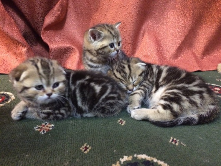 Британец котенок мраморный золотой