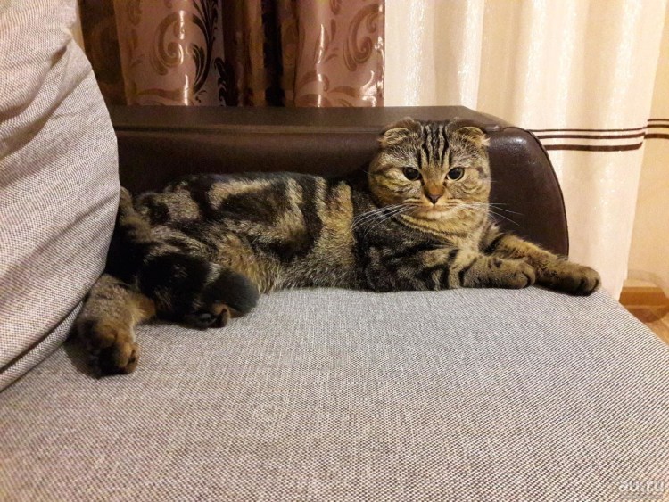 Мраморный шотландский кот вислоухий