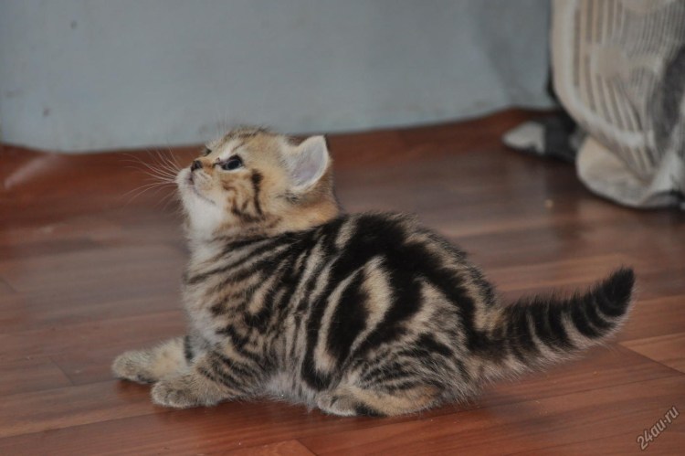 Шотландская прямоухая кошка мрамор