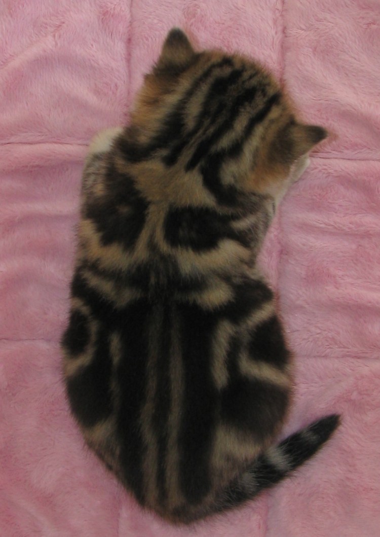 Британская шиншилла черепаховая