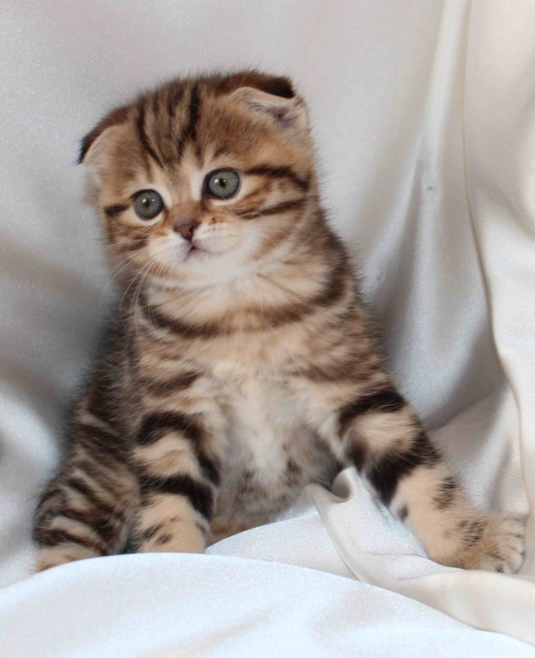 Окрас: Bri NY 22 - черный золотой мраморный