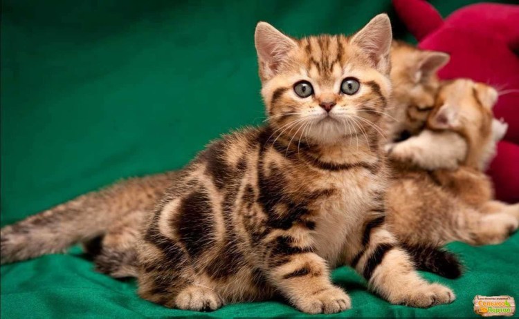 Золотой мрамор шотландец