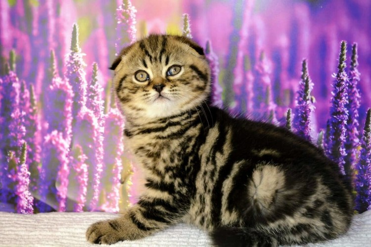 Шотландский вислоухий Тигренок