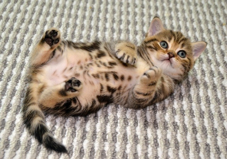 Коьчта шотланьские прямоуин мрамор на золоте