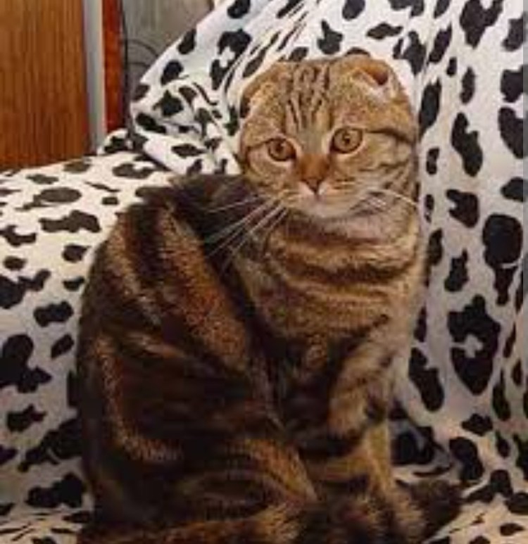 Золотой мраморный британец