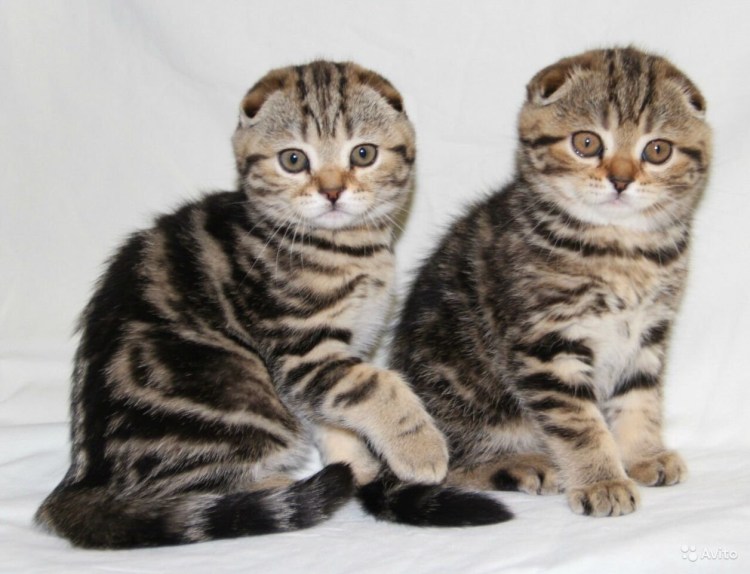 Шотландские котята скоттиш фолд