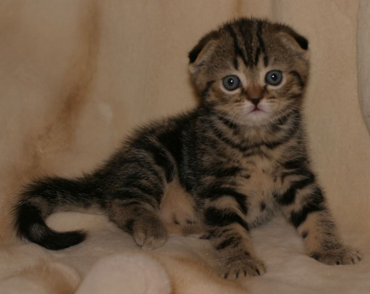 Шотландская вислоухая табби Браун