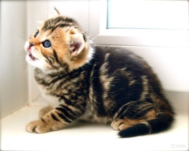 Кот в золоте