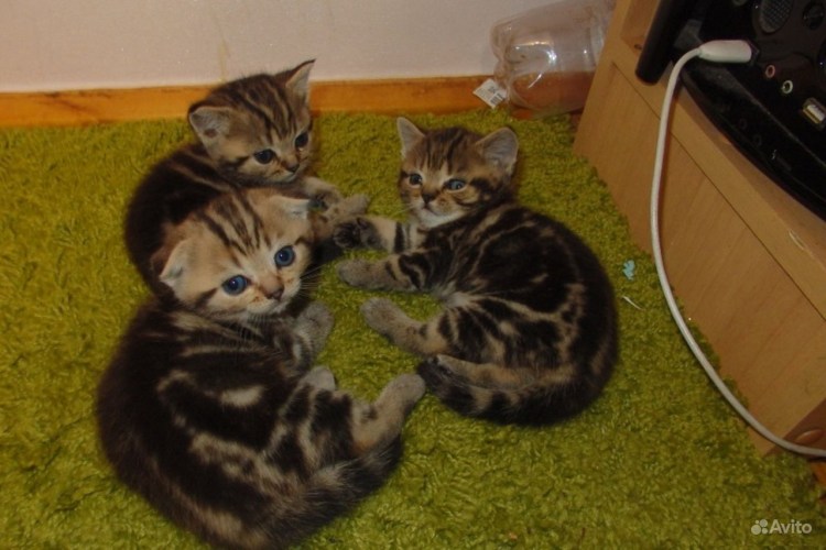 Золотой мрамор шотландец