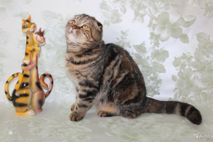 Черепаховый окрас мрамор на золоте