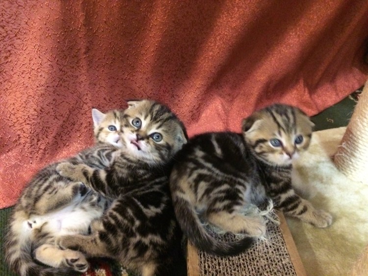 Котята скоттиш фолд мраморные