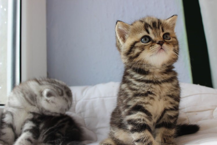 Котёнок шотландский прямоухий мраморный