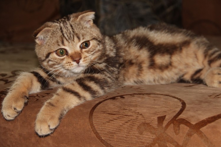 Мраморный британец котенок рыжий