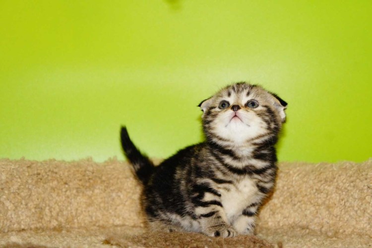 Шотландский котенок полукровка похудел