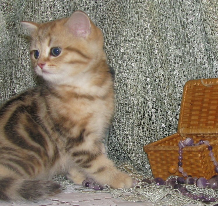 Шотландский мраморный кот