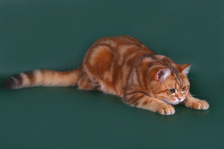 Шотландская вислоухая табби мрамор