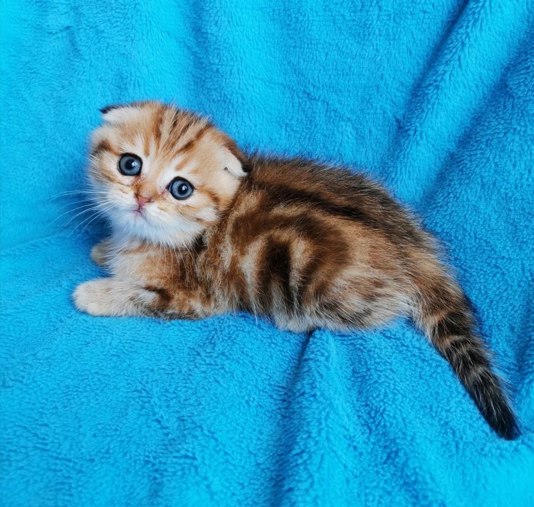 Британский мраморный табби